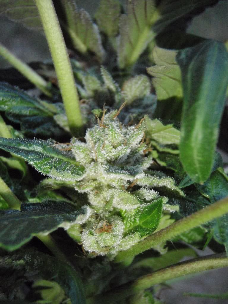 bkharvest4-1.jpg