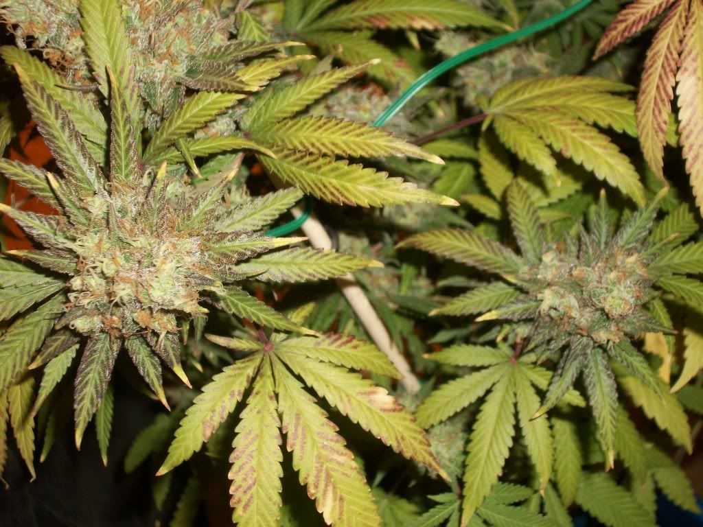 11-07-11004.jpg