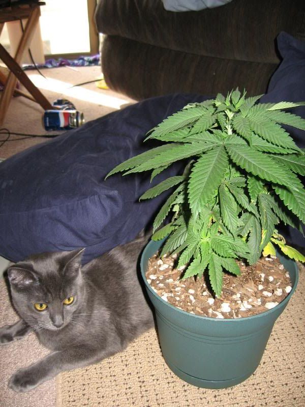 Plants5.jpg