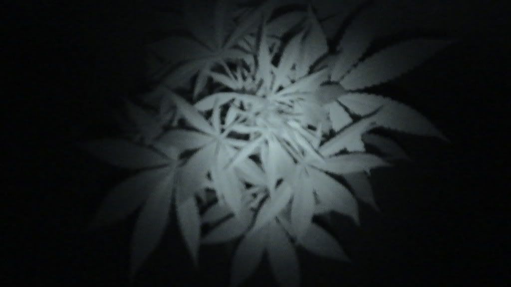DSC00024.jpg