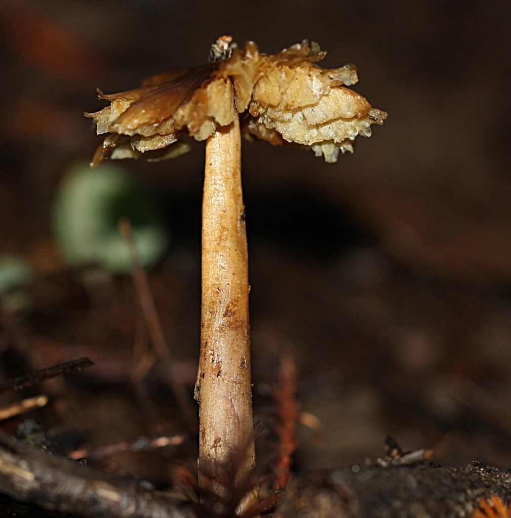 crazyspikeshroom.jpg