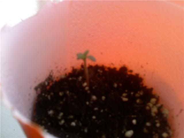 Seedling.jpg