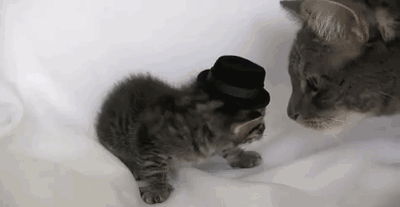 sometimes_animals_are_complete_03.gif