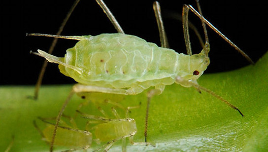 white-aphid.jpg