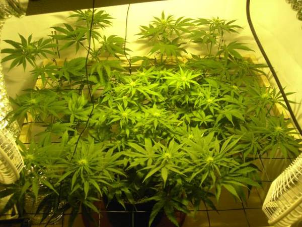 super-skunk-flower-week-2.jpg