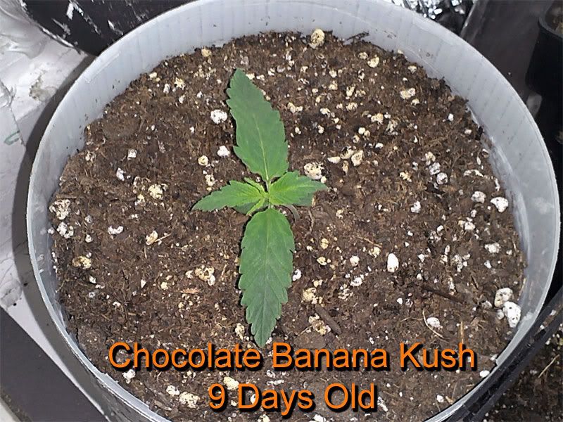 banana_kush_9_days.jpg