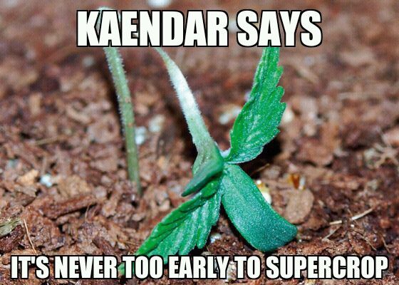 kaendar.jpg