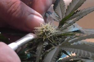 www.spliffseeds.nl