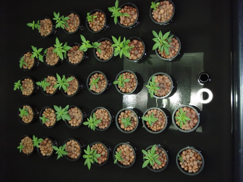 seedlingrun2.jpg