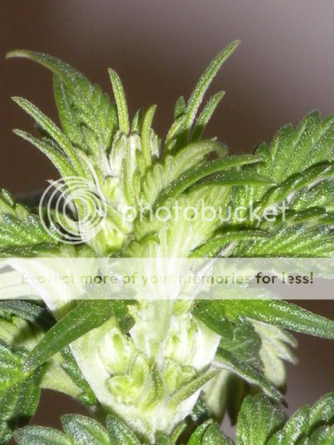 DSCN0641.jpg