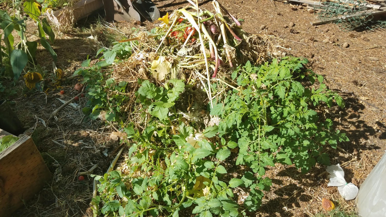 vermicompost.jpg