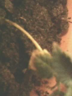 IMG0009A.jpg