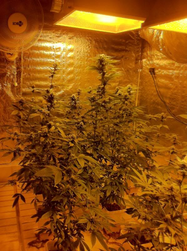 grow115.jpg