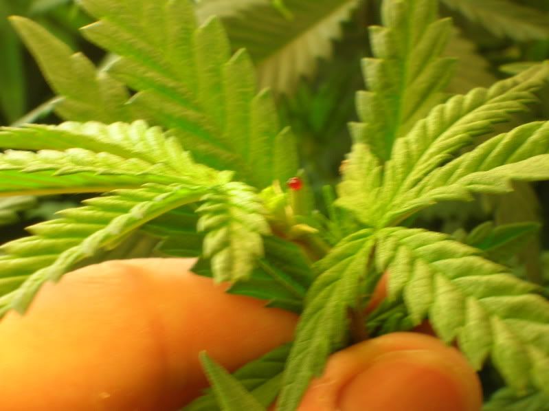 plantblood001.jpg