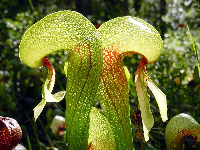 Darlingtonia-californica-ne1.jpg