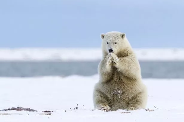 PAY-Polar-bear-cub.jpg