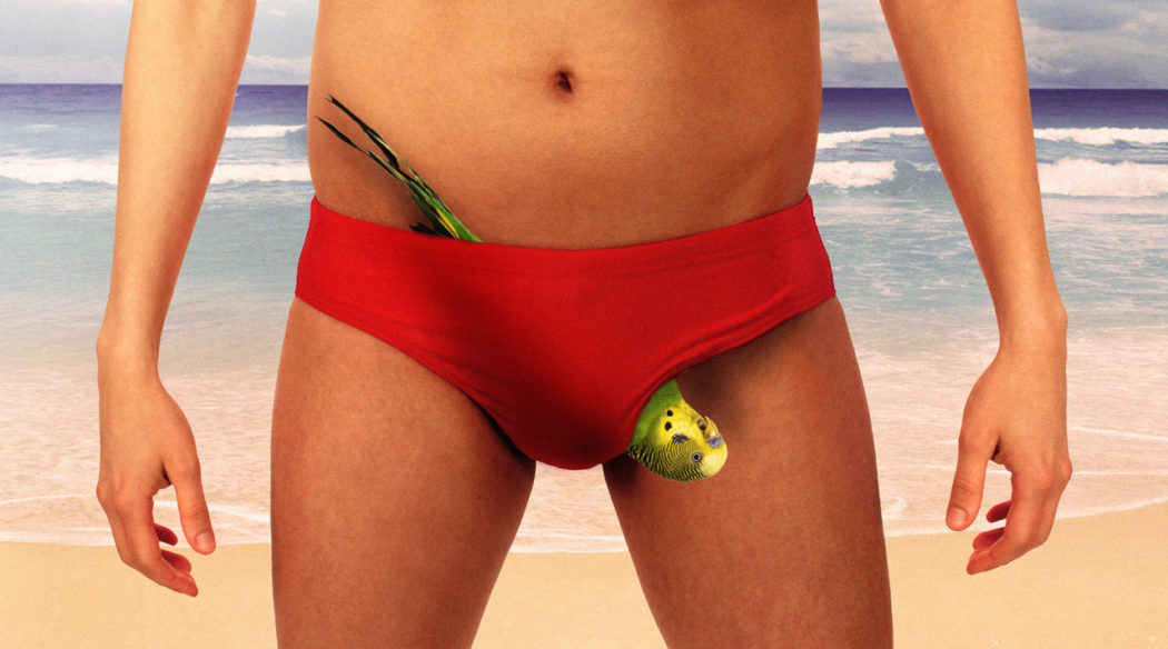 newbudgie2-1050x584.jpg