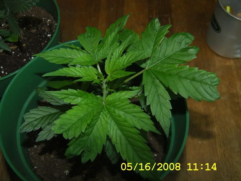DCAM0177.jpg