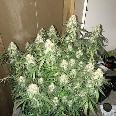 growdiaries.com