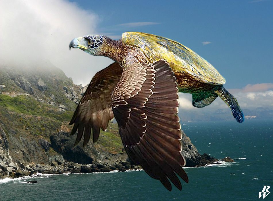flying_turtle_by_dwarf4r-d71n1lr.jpg