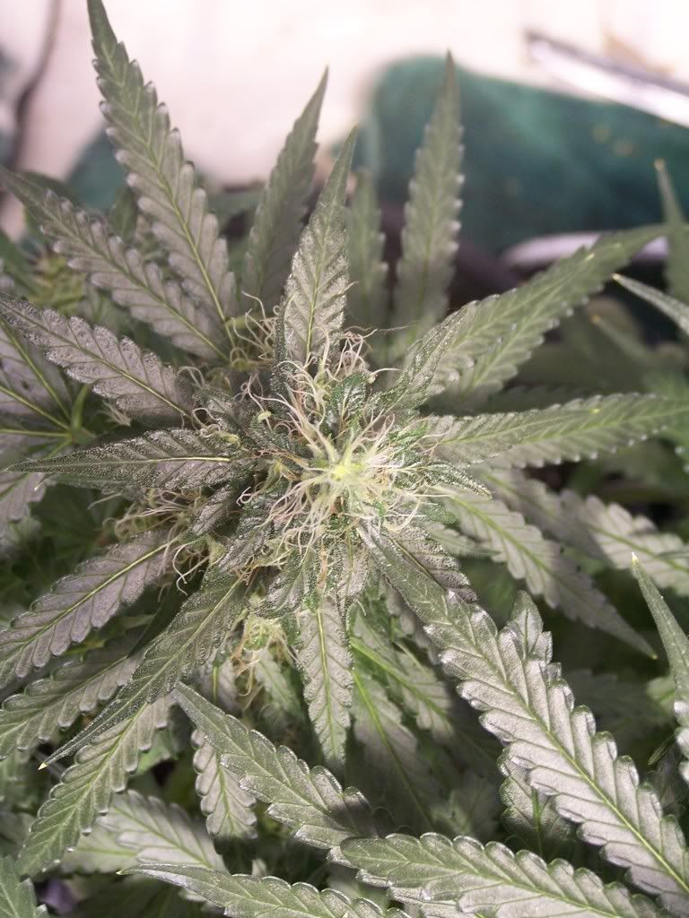 July6picsofcrop006.jpg