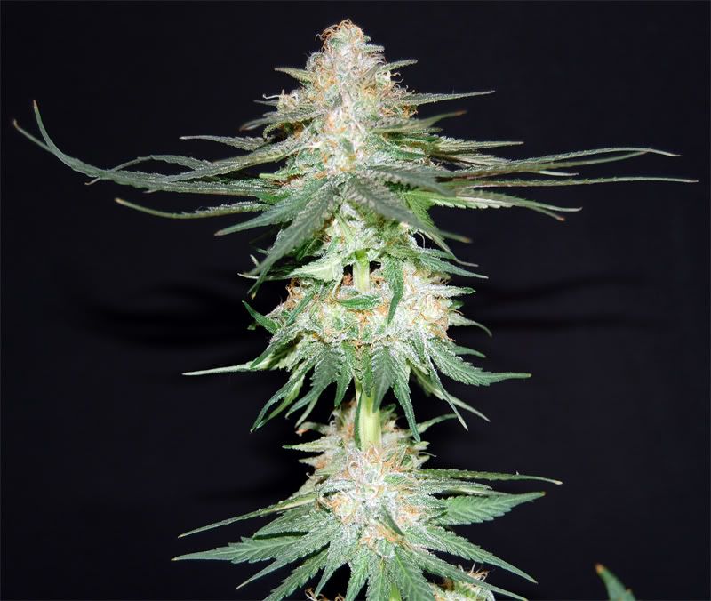bubba_cola-1.jpg