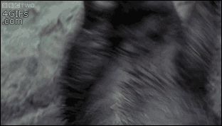 UxFs0W9CPaLkc.gif