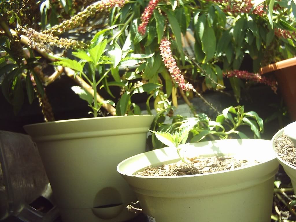plant46-1.jpg