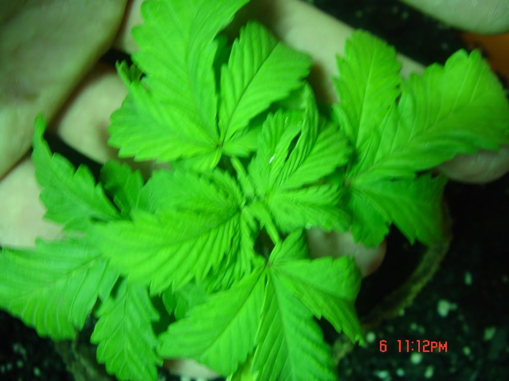 Weedsecondpictureseriese044.jpg