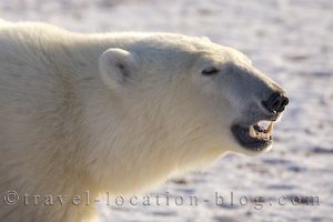 angry_polar_bear.jpg
