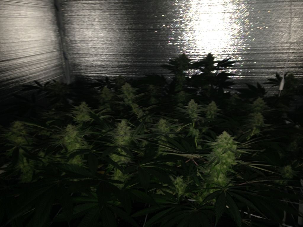 day%2044%20flower_zps4h26gx2l.jpg