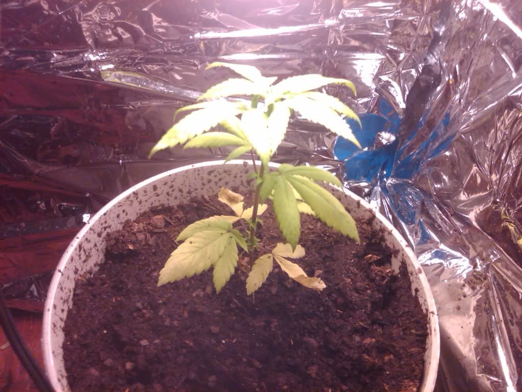 plant15.jpg