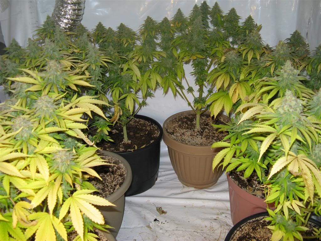 52Daysflowering013Large.jpg