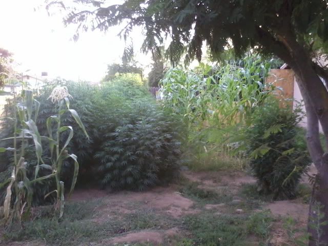 120709_003-1.jpg