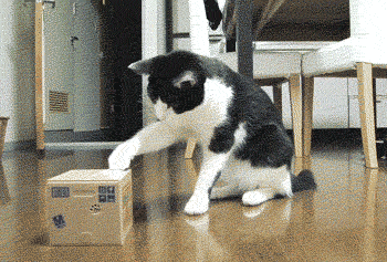 82854031.gif