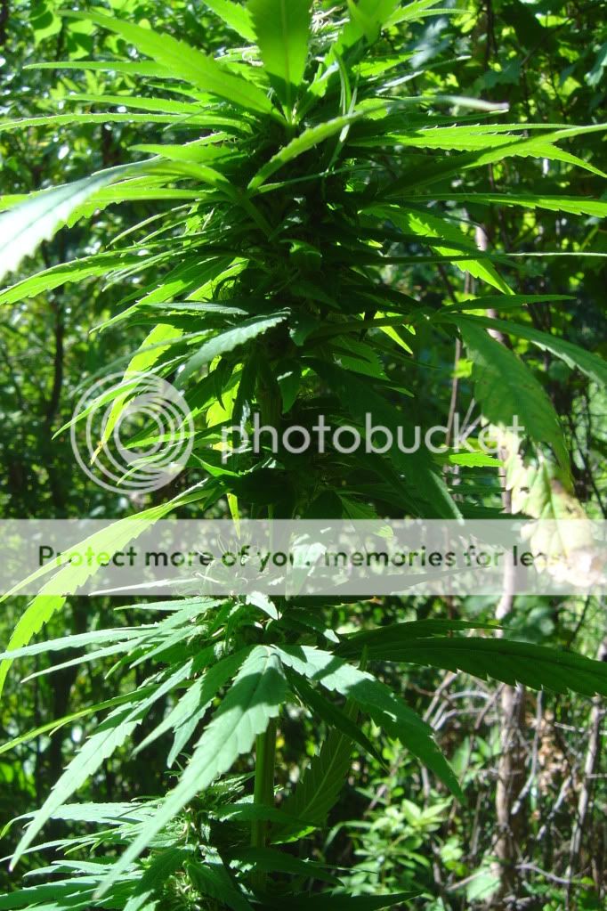 herbal4009.jpg