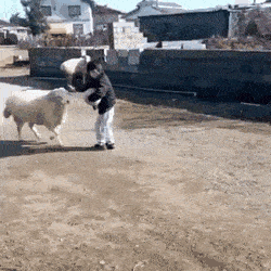 1669741586_9.gif