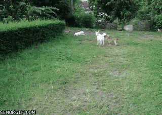 oqm47.gif