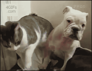 animals-being-dicks-gifs-kitty.gif
