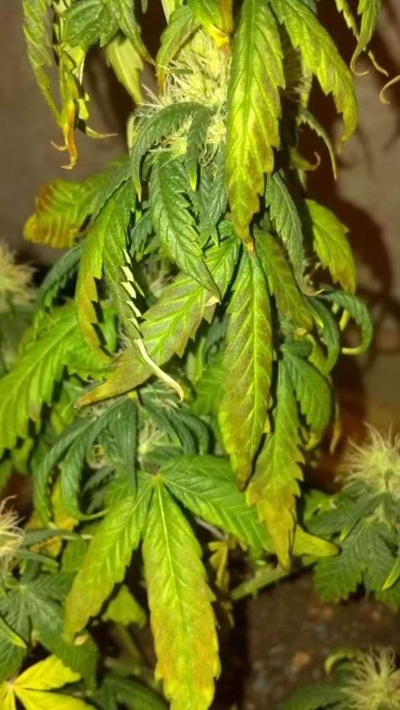 2012-08-08_10-38-42_741.jpg