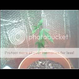 plant.jpg