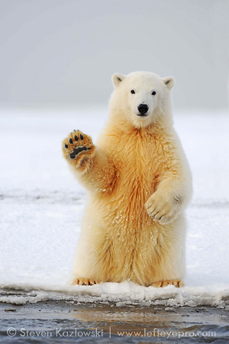 polar-bear-cub-Steven-Kazlowski.jpg