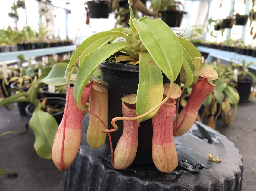 nepenthes.jpg