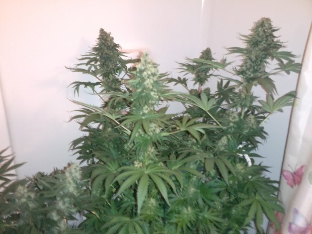 SageClaustrum8weeksflower007.jpg