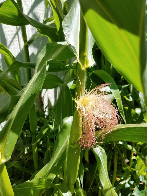 corn1a.jpg