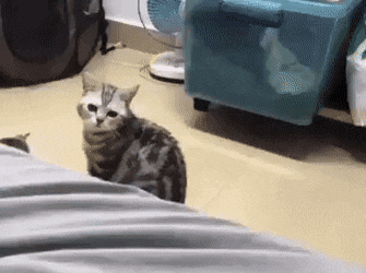 1659469385_23.gif