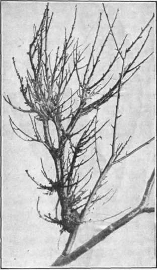 witches-broom-on-cherry.jpg