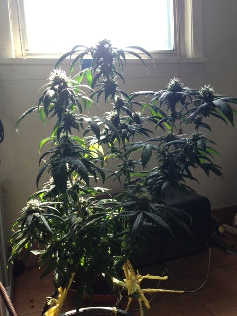 image_24_zpsb5864559.jpeg