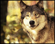 a9920i2_Gray-wolf.jpg