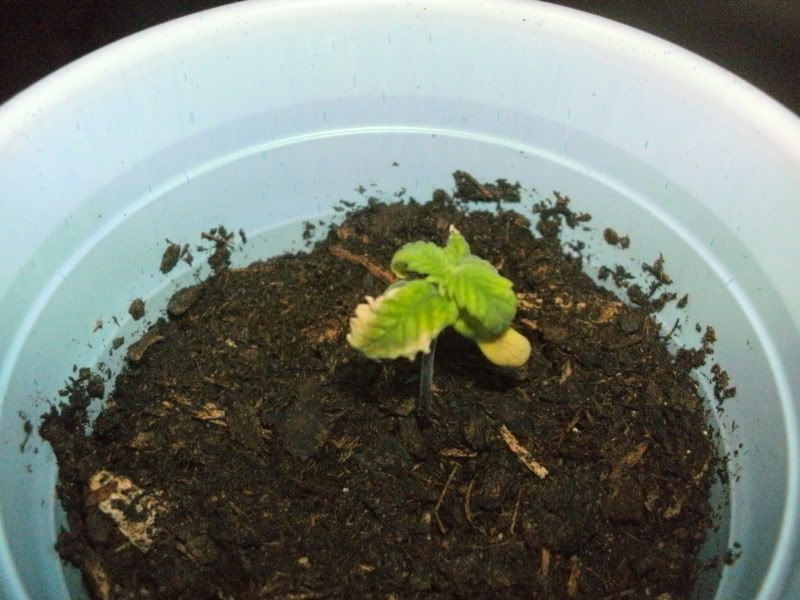 Day14-PlantProblem2.jpg